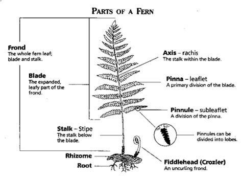 Phylum Pterophyta Flashcards | Quizlet