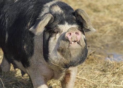 Pasture-raised pork grows in popularity in Mississippi | Mississippi ...