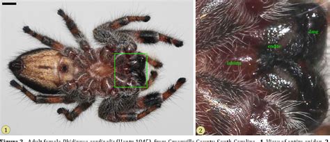 Spider Mouth Anatomy