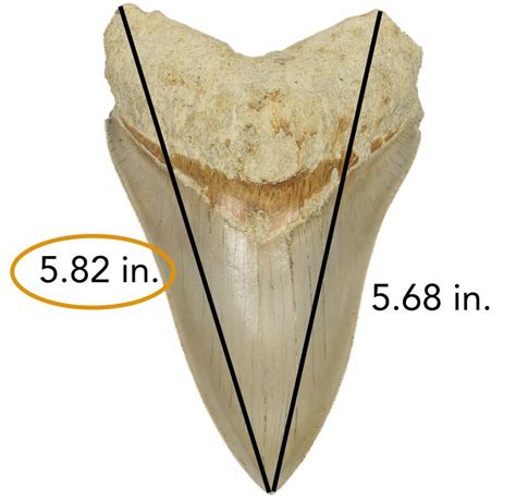 Megalodon Teeth For Sale - FossilEra.com