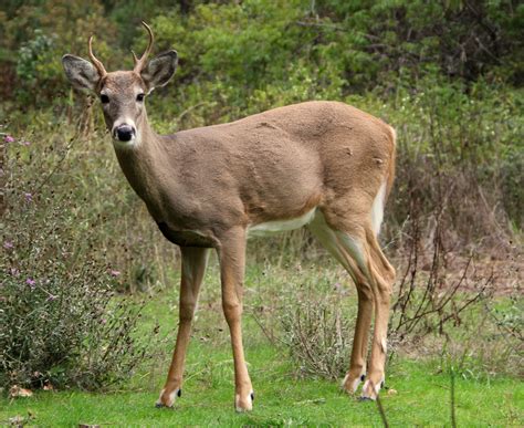 File:White-tailed deer at Greenough Park, Missoula.JPG - Wikimedia Commons