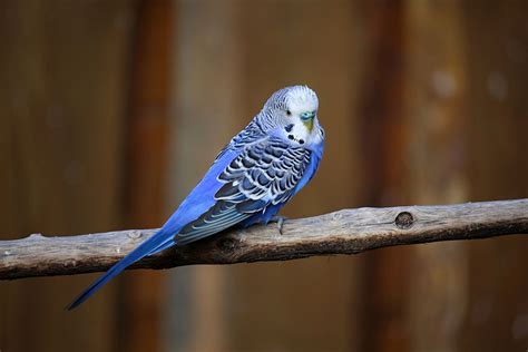 Nesting and Breeding | Budgies | Guide | Omlet UK