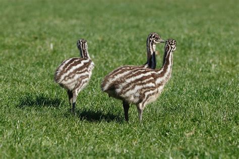 Baby Emu: All You Need to Know (Facts & Pictures) - Bird Nature