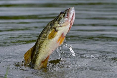 Best Largemouth Bass Lures | February 2023