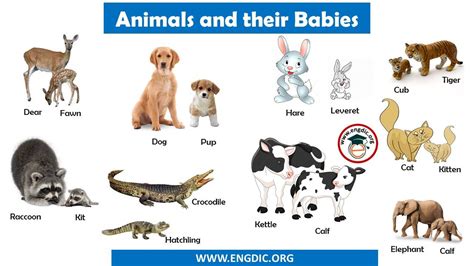 animal and their babies name list pdf Archives - EngDic