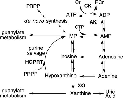 Hypoxanthine is a checkpoint stress metabolite in colonic epithelial ...