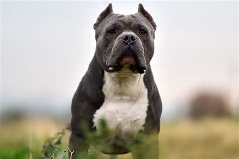 100+ Badass Pit Bull Names for Males and Females - PetHelpful