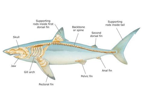 (3) Twitter | Shark, Animal skeletons, Fish anatomy