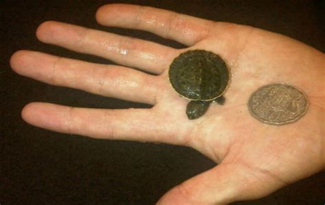 Baby Pet Turtles Melbourne |SMALLEST Baby Turtles