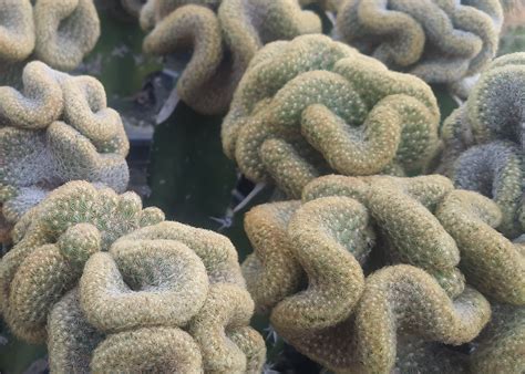 Brain Cactus (Mammillaria Pilcayensis Cristata) - Boota.pk