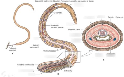 Diagram of Phylum Nemertea | Quizlet