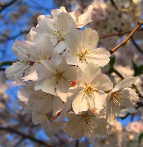 Yoshino Cherry Trees Blooming in Spring | Yoshino cherry tree, Yoshino ...