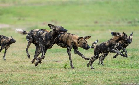 African Wild Dog | Will Burrard-Lucas