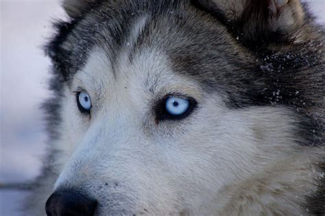 Why Huskies have blue eyes—and why it might matter for understanding ...