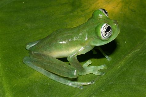 Ghost Glass Frog Facts and Pictures