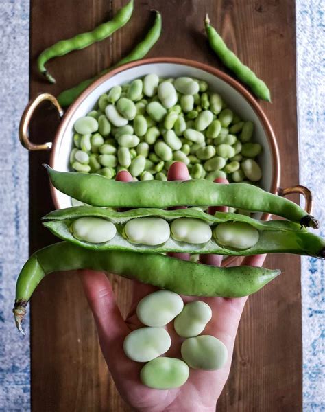 How to Grow & Use Fava Beans (Broad Beans): As Food & Cover Crops ...