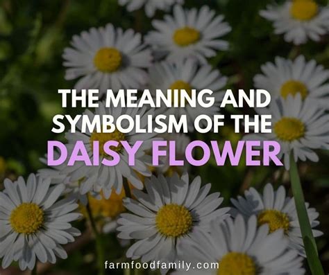 Daisy Flower Meaning In English | Best Flower Site