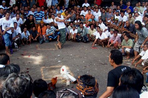 Hari hari ceria di Pulau Dewata: Sabung ayam