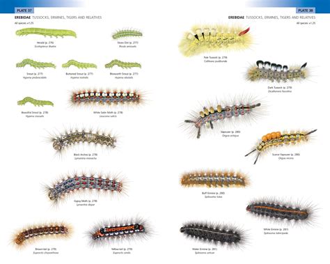 Moth Caterpillar Identification