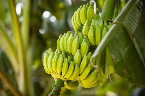 How Do I Get My Banana Tree to Produce Fruit?