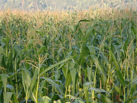 Photo - Photo Sawah: Kebun Jagung