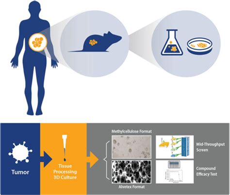 Webinar FAQ: PDX Models in Drug Discovery Assays