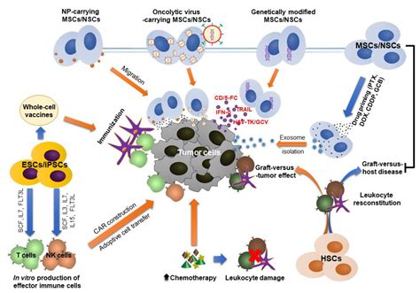 Stem Cell Therapy In Cancer Treatment