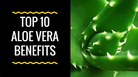 10 Useful Benefits of Aloe Vera And Side Effects – Wellness.guide