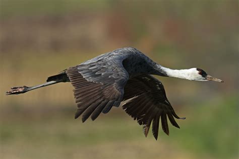 Stephen Burch's Birding & Dragonfly Website - Hooded Crane