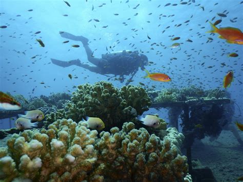 Northern Red Sea coral reefs may be able to survive a hot, grim future ...