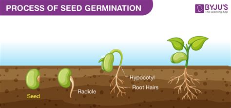 Seed germination - Process, Necessity, and its Major Factors