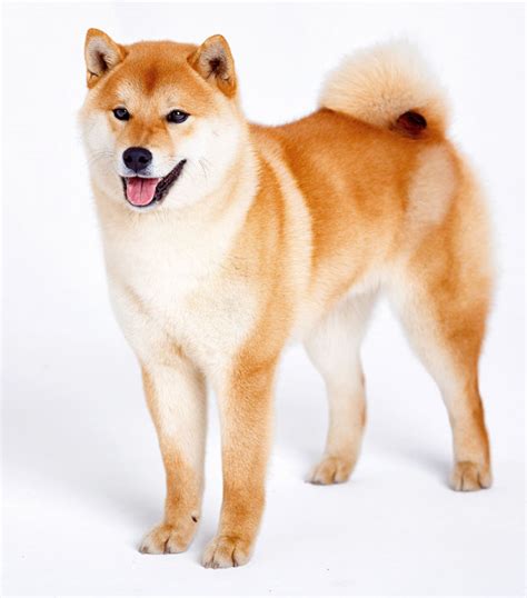 Shiba Inu Beagle Mix – Facts And Information - My First Shiba Inu