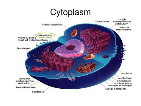 Cytoplasm Function Of Organelle - Osmond Satria