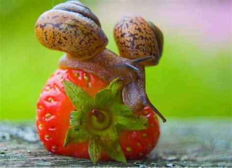 Organic Slug & Snail Control: 10 Ways to Stop Snails or Slugs ...