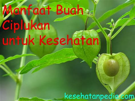 Manfaat Buah Ciplukan untuk Kesehatan - kesehatanpedia