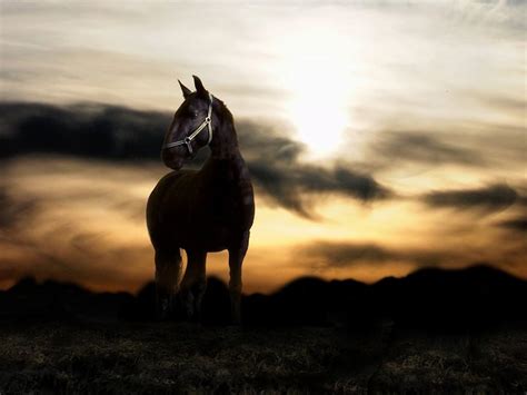 Horse PC Wallpapers - Top Free Horse PC Backgrounds - WallpaperAccess