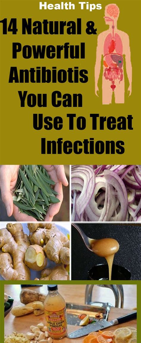 14 Natural & Powerful Antibiotics You Can Use To Treat Infections ...