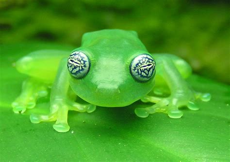 Watch Out, This Ghost Glass Frog's Got the Crazy Eyes!! | Featured Creature