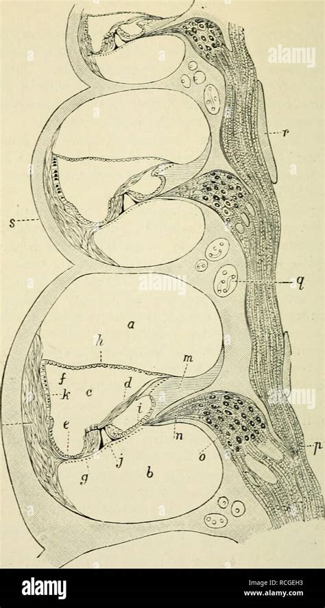 . Elements of histology. Histology. Fig. 279.—From a Vertical Section ...