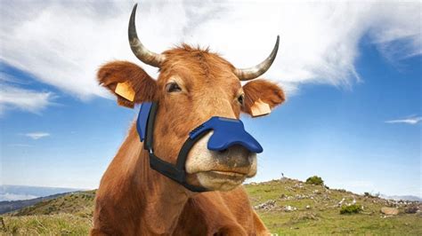 Zelp makes methane-reducing masks for cows | The Optimist Daily