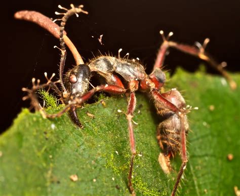 Ant parasitized by entomopathogenic fungus (Cordyceps) | Flickr