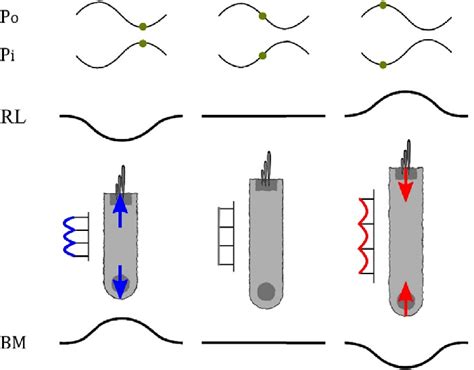 Coupling between the reticular lamina (RL), the basilar membrane (BM ...