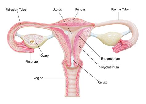 Ovaries: Facts, Function & Disease | Live Science