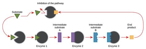 Allosteric Regulation