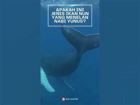 Apakah ini jenis ikan Nun yang menelan Nabi Yunus - YouTube