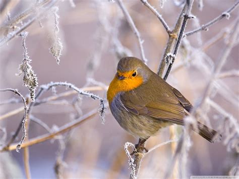 Robin Bird Wallpapers - Wallpaper Cave