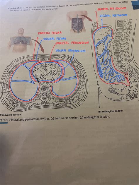 [Solved] help please. 2. In FIGURE 1.3, locate the parietal and ...