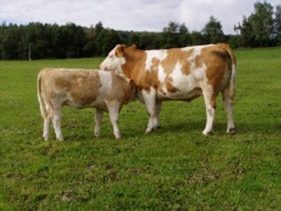 Simmental Cows