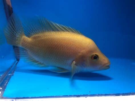 Red devil cichlid for sale - Exotic Fish Shop - 774-400-4598