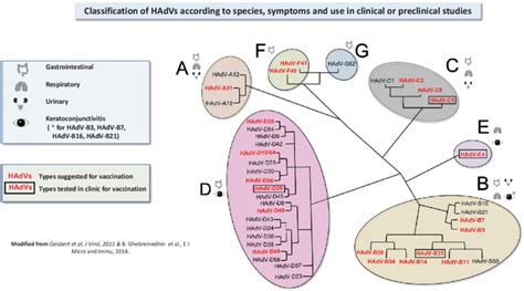 Adenovirus Classification